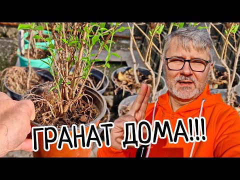 Видео: Гранат ДОМА. Соблюдай одно важное условие при выращивания граната в домашних условиях.