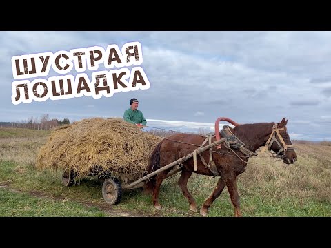 Видео: Вывезли листья, свезли солому#влог#жизньвдеревне#деревенскиймужик