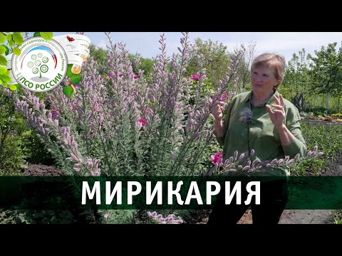 Видео: Мирикария. Узнайте все о выращивании Мирикарии за 7 минут.