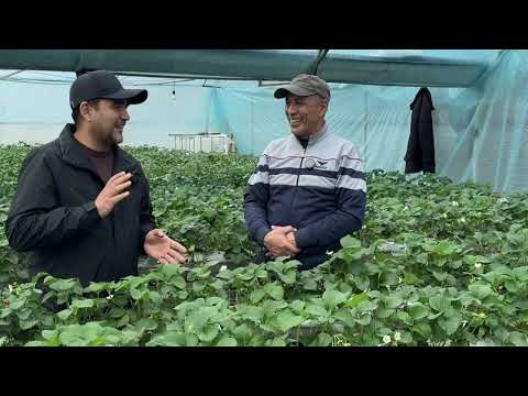Видео: Гидропоникада ҚУЛУПНАЙ ЕТИШТИРИШ: Шогирд иссиқхонасига САЁҲАТ! 🍓 #gidroponika #qulupnay