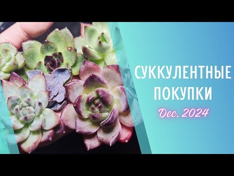 Видео: Распаковка суккулентов 🌱Декабрь 2024