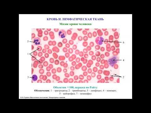 Видео: Кровь и лимфатическая ткань, описание гистологических препаратов