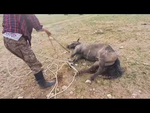 Видео: ат тағалау