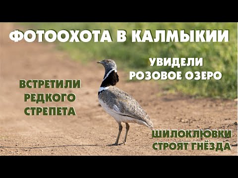 Видео: Дикие кадры. Фотоохота в Калмыкии. Много редких птиц. Стрепет, шилоклювки, каравайки