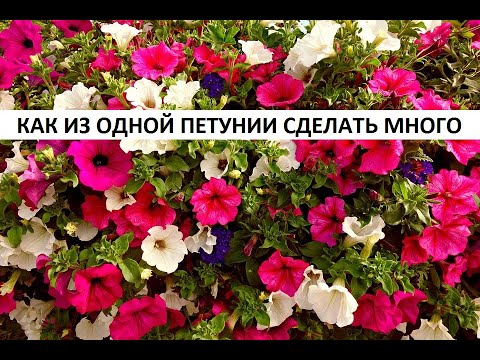 Видео: Как из одной петунии сделать много.