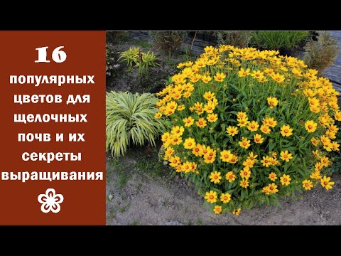 Видео: ❀ 16 популярных цветов для щелочных почв и их секреты выращивания