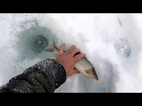 Видео: РЫБАЛКА НА ТАЁЖНОЙ РЕЧКЕ \ Часть 5 \ КАБАНЧИКИ ПОД ЗАНАВЕС \ МЫ СЮДА ЕЩЁ ВЕРНЁМСЯ