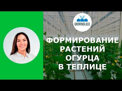 Видео: Формировка огурца в теплице