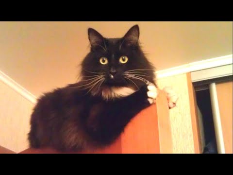 Видео: - Ну, хватит! Верю – не верю, но кота первым запущу в новую квартиру! – решил я