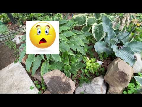 Видео: Заболела хоста 😔 .Прикорневая гниль - Лечу! #волгоград #хоста #болезнь#растения #
