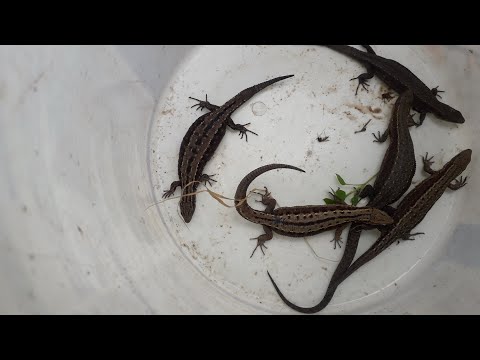Видео: Ящерицы. Рекорд по количеству пойманных.
