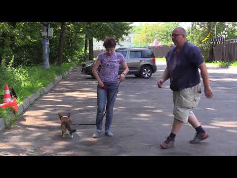 Видео: Первое занятие с корги