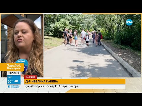 Видео: Леопардът беглец: Как хищникът успя да избяга от клетката си в старозагорския зоопарк