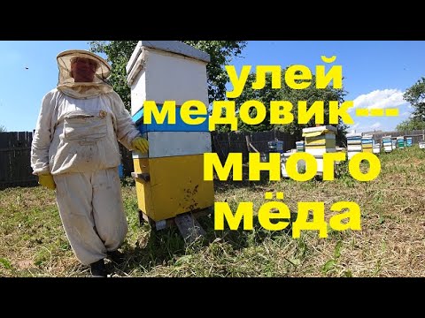 Видео: Как Взять Много Мёда на Главном Взятке?  Семьи Медовики