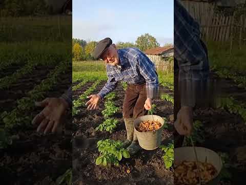 Видео: с душой полоть надо #сад #сделайсам #дача #огород #дачныйсезон #юмор #прикол