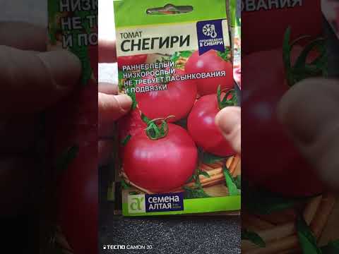 Видео: Томаты на 2026  #рек