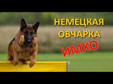 Видео: НЕМЕЦКАЯ ОВЧАРКА - ИМХО