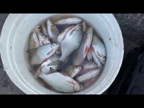 Видео: Мега рыбалка в центре города