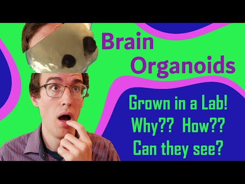 Видео: Выращивание «мини-мозгов» в лаборатории: органоиды человеческого мозга