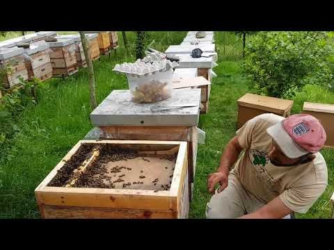 Видео: Семьи вошли в роевое состояние 15.05.2018