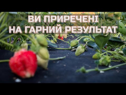 Видео: Через скільки років ТРЕБА пересаджувати Полуницю?