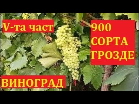 Видео: Много сортове: Каталония, Диво, Цитрон Магарадж, Памят учителя, Кишмиш Катя, Ванюша... - V-та част