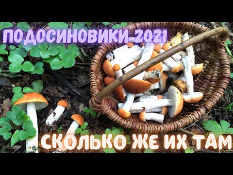 Видео: ПОШЛИ ПОДОСИНОВИКИ МАССОВО СКОРЕЕ В ЛЕС. ГРИБЫ В БЕЛАРУСИ 2021 СБОВ ГРИБОВ В АВГУСТЕ