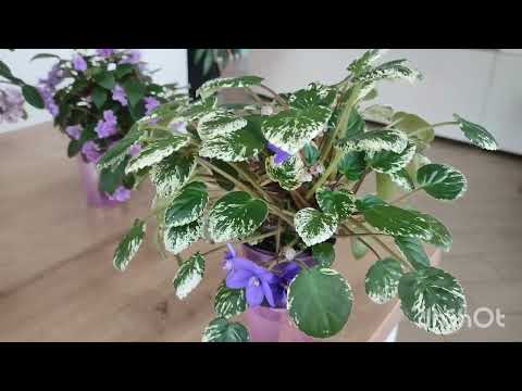 Видео: Обзор фиалок трейлеров весной. Сорта. Особенности. Выращивание.