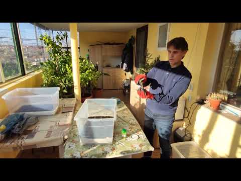 Видео: Зимно размножаване на американски боровинки