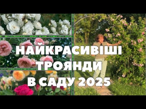 Видео: Запрошую прогулятись трояндовим садом 🌹🌹🌹