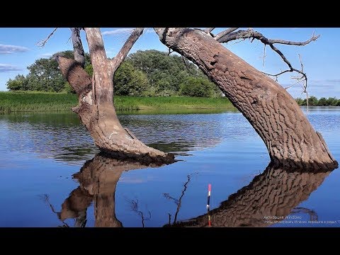 Видео: КРУПНЫЙ КАРАСЬ ИЗ ПОД ЗАТОПЛЕННОГО ДЕРЕВА!!Рыбалка 2019, карась с лодки. ловля на удочку.лужа