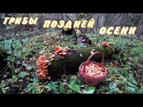 Видео: Лес в конце октября!Какие грибы можно встретить в такую пору!