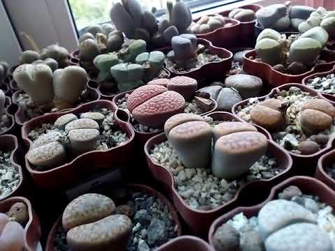 Видео: Полив сеянцев литопсов. Lithops " drink". Продолжение.