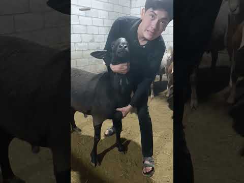 Видео: Арашан  куйлари 91 675 40 50