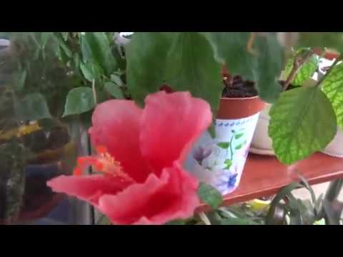 Видео: Комнатные цветы/растения. Якобиния желтая. Абутилон белый. Обзор цветения ноябрь 2018