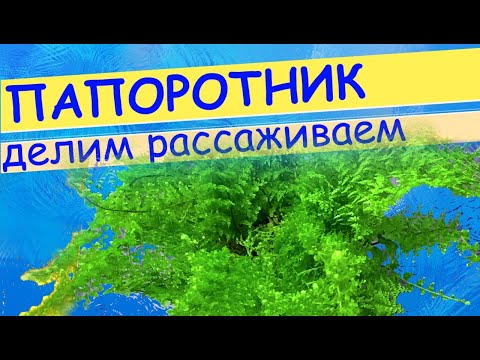 Видео: Папоротник нефролепис: делим куст. Грунт для нефролеписа.