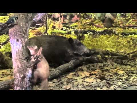 Видео: Музей дикой природы в Беловежской Пуще Беларусь 2  Wildlife Museum in Belovezhskaya Pushcha 2