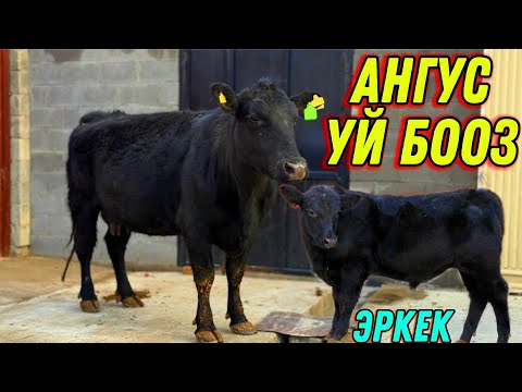 Видео: АНГУС УЙ ЭРКЕК ТОРПОГУ МЕНЕН ЧЫКТЫ 🤯 #байтв 