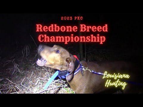 Видео: Чемпионат породы PKC Redbone 2023 года #louisianahunting #coonhunting #redbone