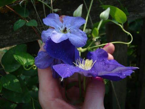 Видео: Клематисы. Осень - это фосфор!