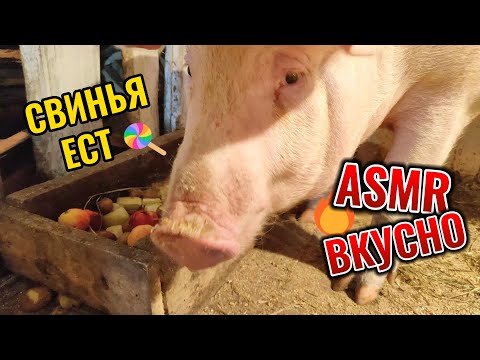 Видео: Свинья ест, ASMR