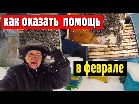 Видео: Зимовка пчел. Как оказать Помощь пчелам в феврале?