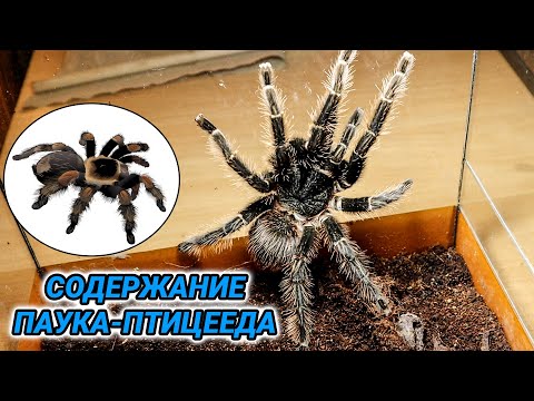 Видео: Паук птицеед - уход и содержание в домашних условиях