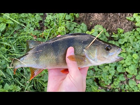 Видео: Поиск трофейного окуня в Петербурге | Микроджиг, малая Нева 