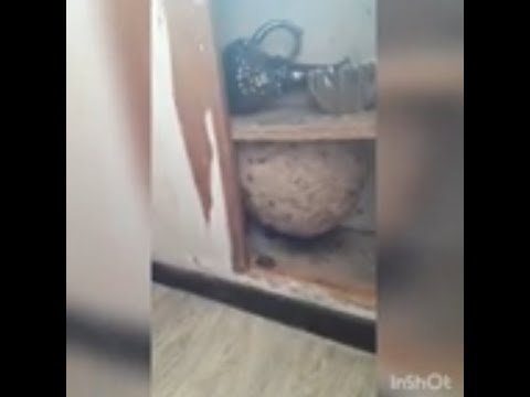 Видео: Огромное осиное гнездо в квартире