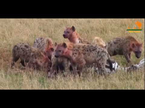 Видео: Wild Fauna / Хищник Африки / 2 часть