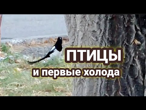 Видео: ПТИЦЫ в предверии ЗИМЫ #птицы#birds#природа#nature