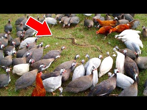 Видео: Сила Совместной Работы Животных