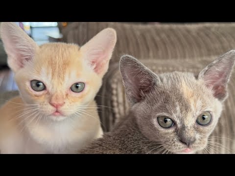 Видео: У нас бурма котята Wij hebben Birmese kittens