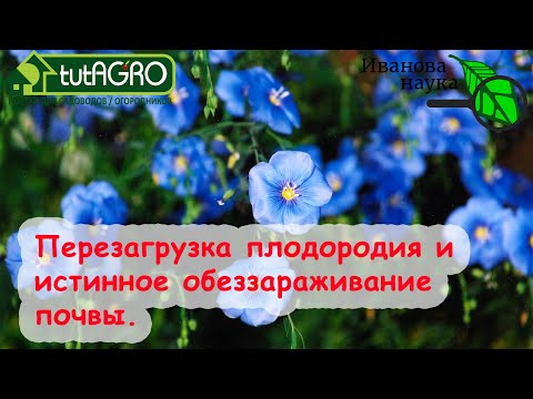 Видео: Азбука сидератов. Ч. 8. Лён как сидерат - перезагрузка плодородия и истинное обеззараживание почвы.